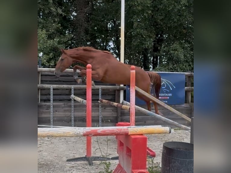 Selle Français Gelding 4 years 15,3 hh Chestnut-Red in saumur Selle Français Gelding 4 years 15,3 hh Chestnut-Red in saumur