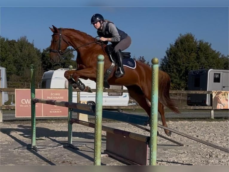 Selle Français Gelding 4 years 15,3 hh Chestnut-Red in saumur Selle Français Gelding 4 years 15,3 hh Chestnut-Red in saumur