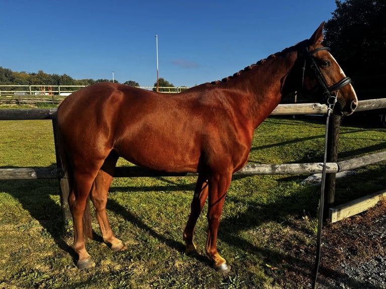 Selle Français Gelding 4 years 15,3 hh Chestnut-Red in saumur Selle Français Gelding 4 years 15,3 hh Chestnut-Red in saumur