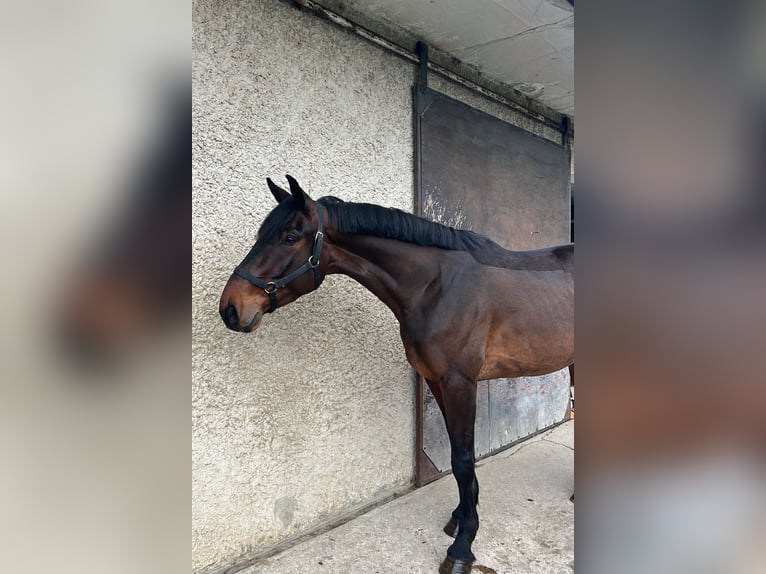Selle Français Gelding 4 years 16.1 hh Smoky-Black in Chanas