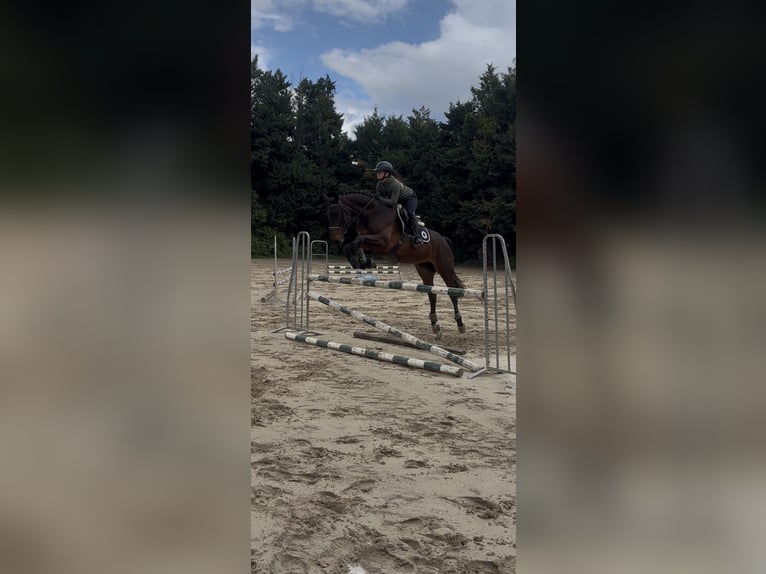 Selle Français Gelding 4 years 16.1 hh Smoky-Black in Chanas