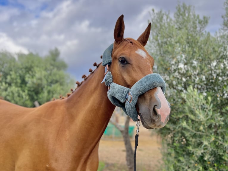 Selle Français Gelding 4 years 16,2 hh Chestnut-Red in Palma De Mallorca