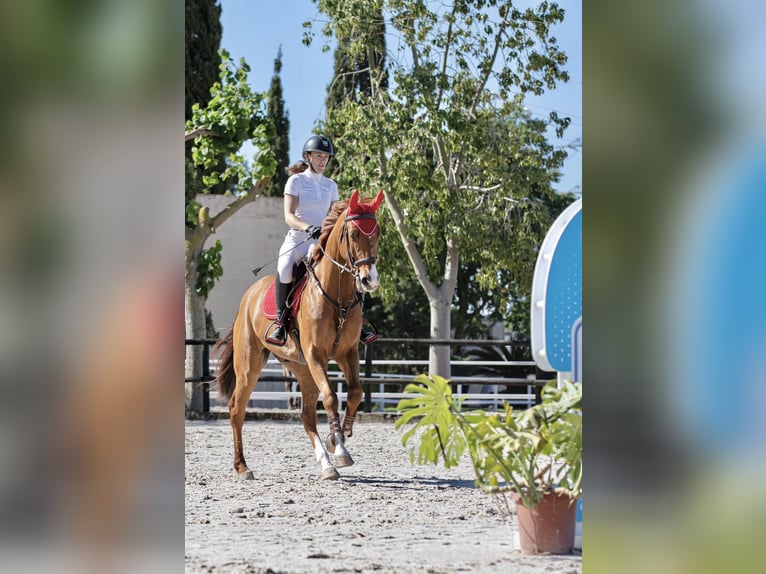 Selle Français Gelding 4 years 16,2 hh Chestnut-Red in Palma De Mallorca