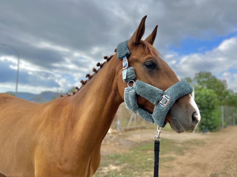 Selle Français Gelding 4 years 16,2 hh Chestnut-Red in Palma De Mallorca