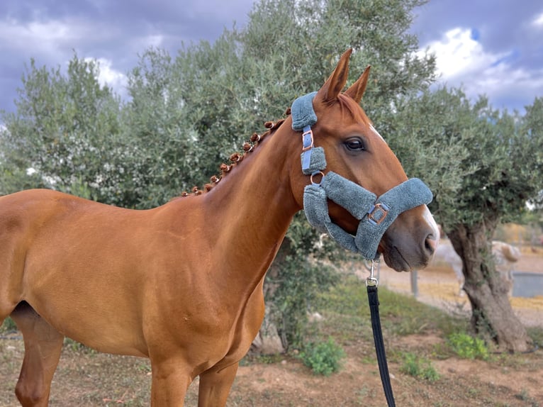 Selle Français Gelding 4 years 16,2 hh Chestnut-Red in Palma De Mallorca