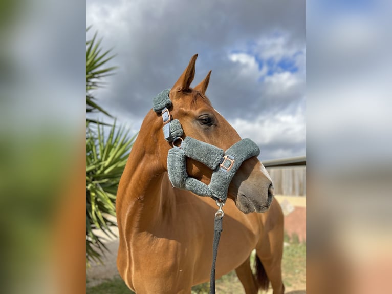 Selle Français Gelding 4 years 16,2 hh Chestnut-Red in Palma De Mallorca