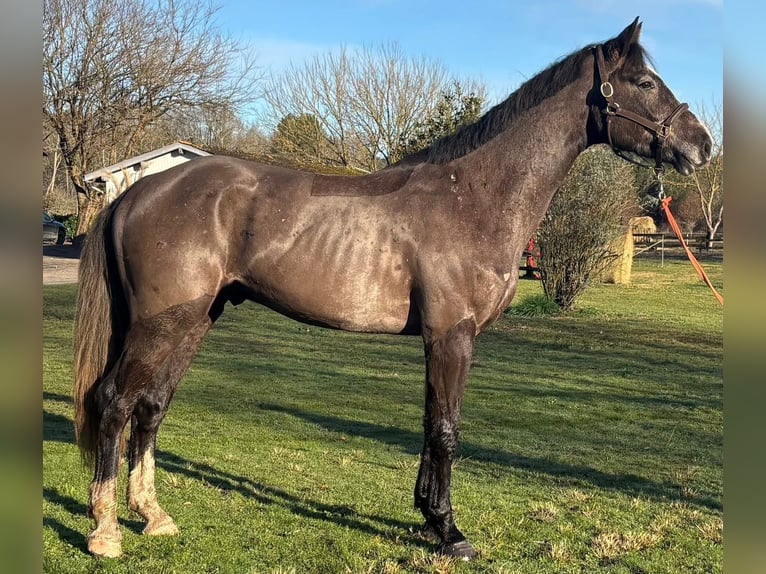 Selle Français Gelding 4 years 16.2 hh Smoky-Black in Montoire-sur-le-Loir
