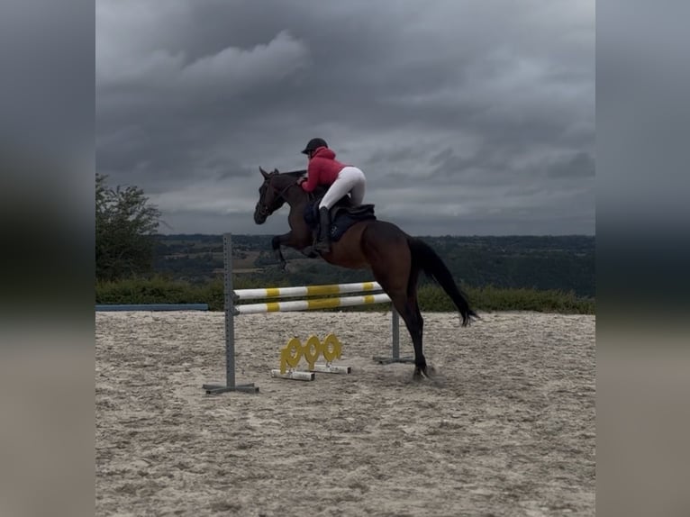 Selle Français Gelding 4 years 16 hh Brown in Trooz