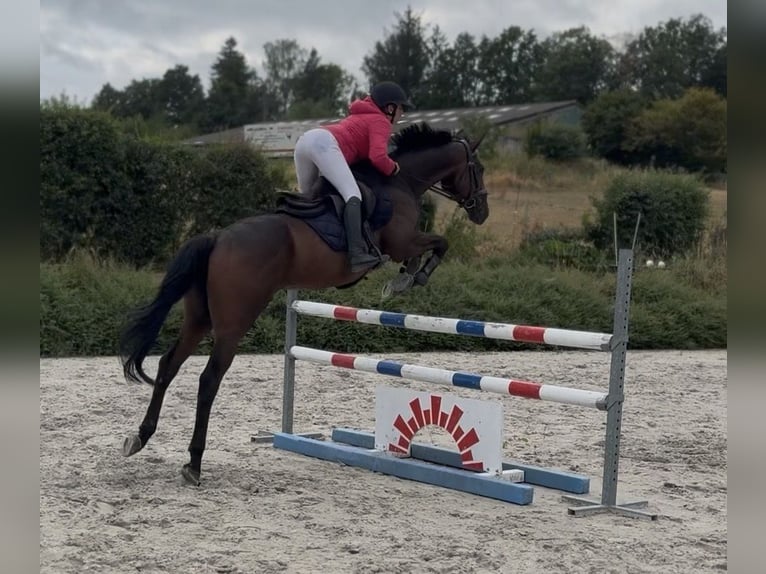 Selle Français Gelding 4 years 16 hh Brown in Trooz