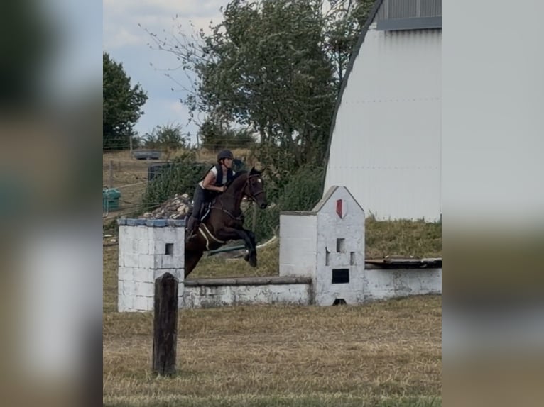 Selle Français Gelding 4 years 16 hh Brown in Trooz