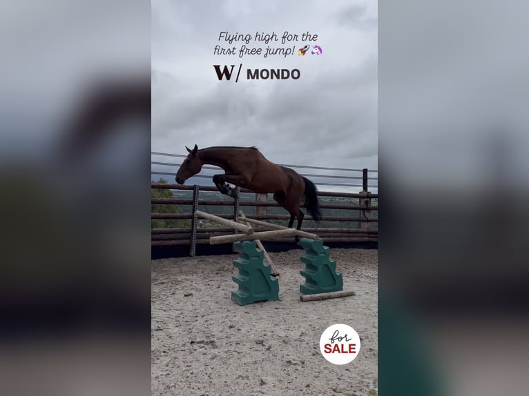 Selle Français Gelding 4 years 16 hh Brown in Trooz