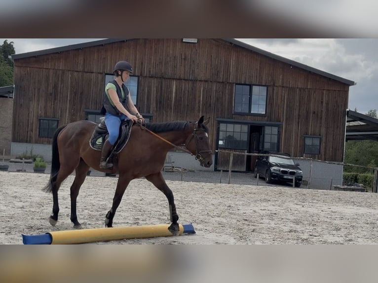 Selle Français Gelding 4 years 16 hh Brown in Trooz