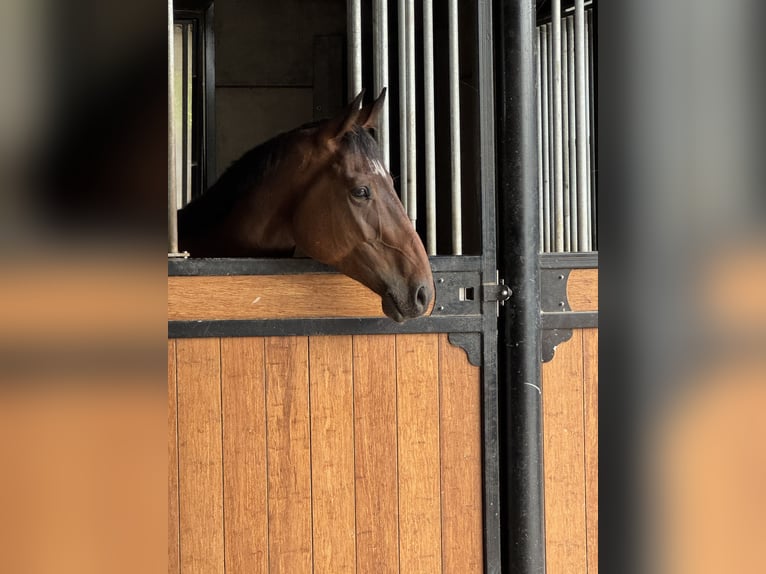 Selle Français Gelding 4 years 16 hh Brown in Trooz