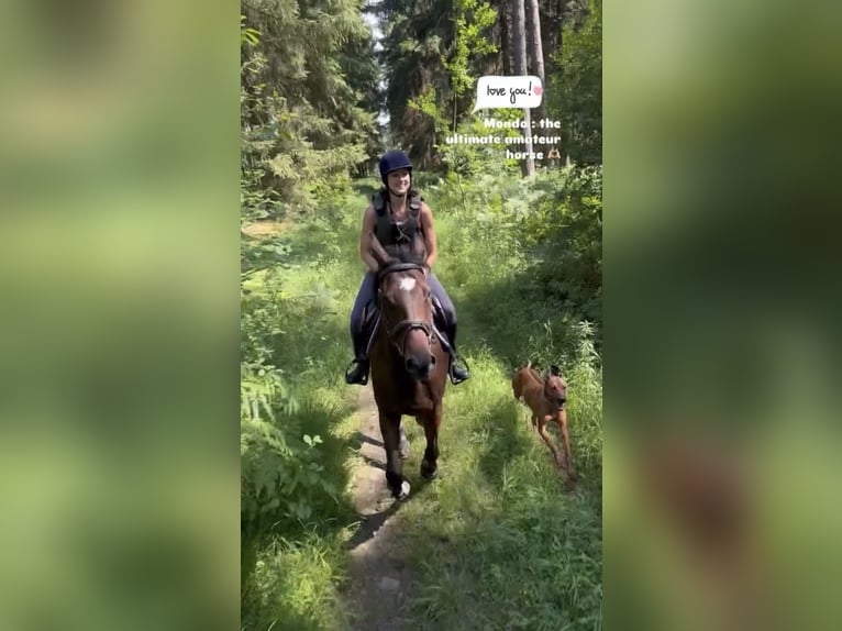 Selle Français Gelding 4 years 16 hh Brown in Trooz
