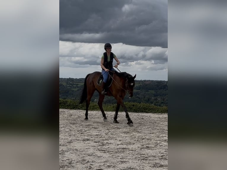 Selle Français Gelding 4 years 16 hh Brown in Trooz