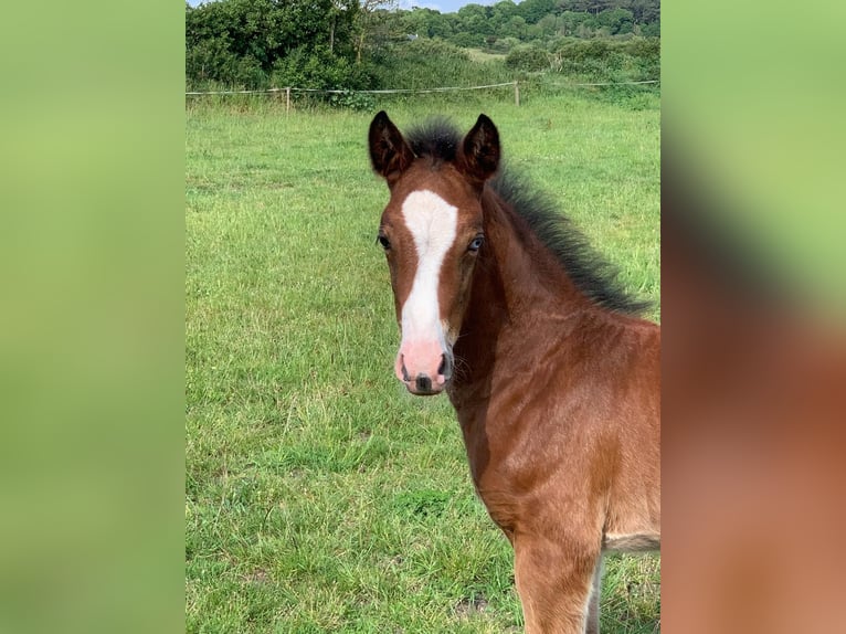 Selle Français Gelding 4 years 16 hh Brown in Basel