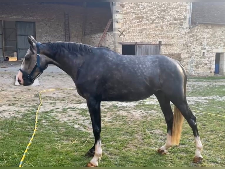 Selle Français Gelding 4 years 16 hh Grey-Dapple in Antogny le tillac