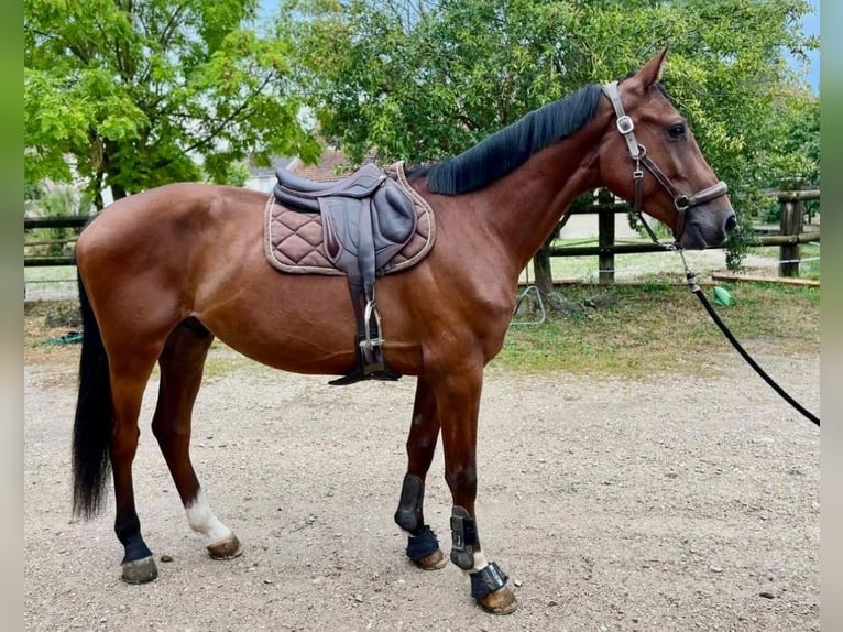 Selle Français Gelding 4 years 16,1 hh Brown in Aboncourt sur seille