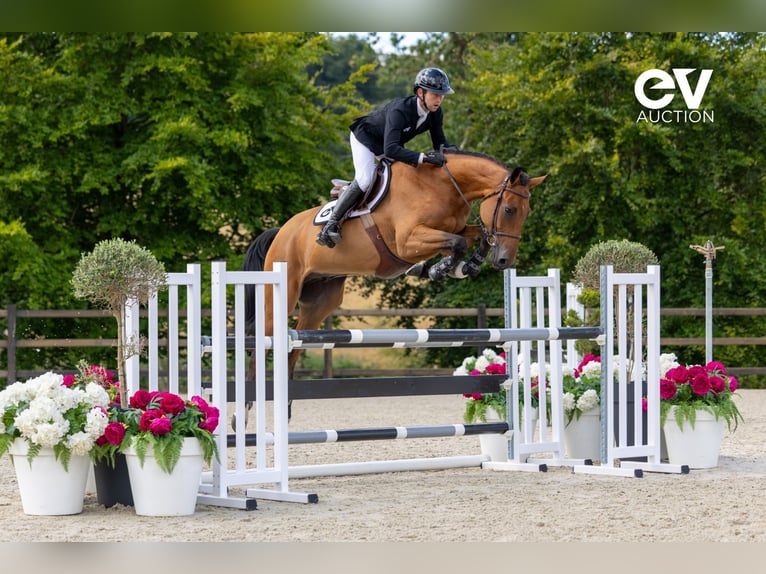 Selle Français Gelding 4 years 16,1 hh Brown in Saint-Pierre-de-Coutances