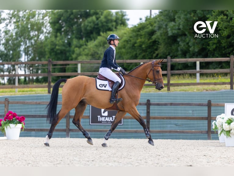 Selle Français Gelding 4 years 16,1 hh Brown in Saint-Pierre-de-Coutances