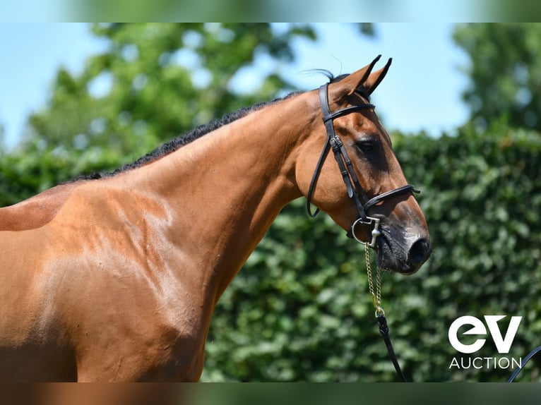 Selle Français Gelding 4 years 16,1 hh Brown in Saint-Pierre-de-Coutances