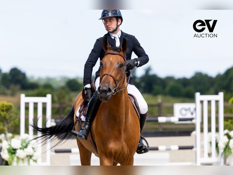 Selle Français Gelding 4 years 16,1 hh Brown in Saint-Pierre-de-Coutances