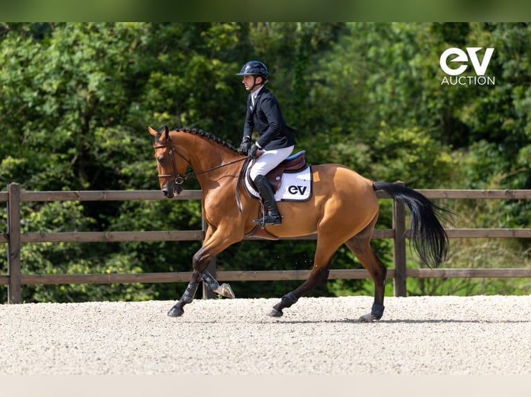 Selle Français Gelding 4 years 16,1 hh Brown in Saint-Pierre-de-Coutances