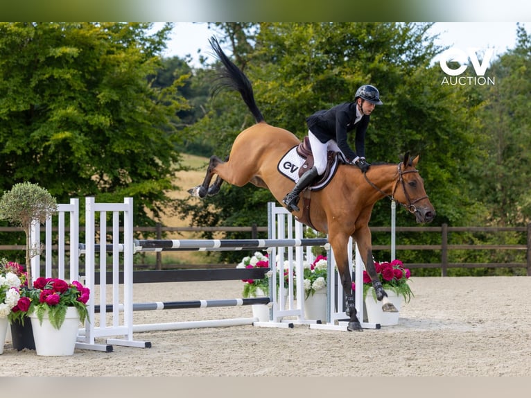 Selle Français Gelding 4 years 16,1 hh Brown in Saint-Pierre-de-Coutances