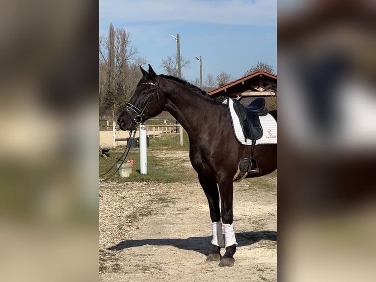 Selle Français Gelding 4 years 16,2 hh Black in Sardieu