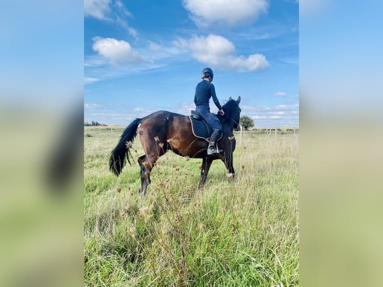 Selle Français Gelding 4 years 16,3 hh Brown in 10 chemin de l&#x2019;&#xE9;curie, saint-auburn-sur-gaillon