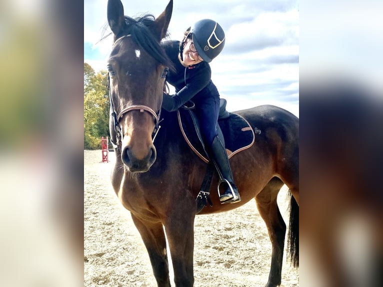 Selle Français Gelding 4 years 16,3 hh Brown in 10 chemin de l&#x2019;&#xE9;curie, saint-auburn-sur-gaillon