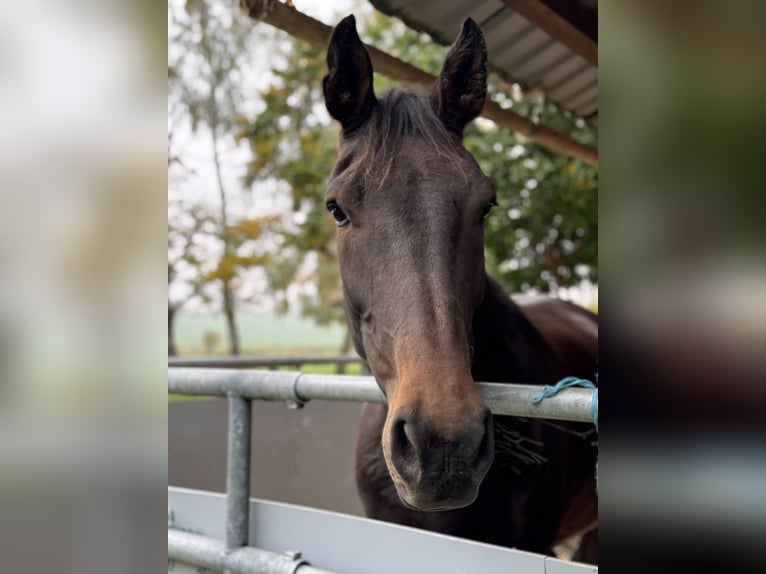 Selle Français Gelding 4 years 17,1 hh Brown in tramoyes