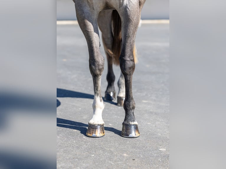 Selle Français Gelding 5 years 15,2 hh Grey in Saint-Pierre-de-Coutances