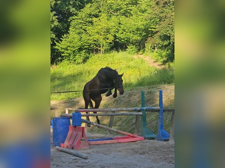 Selle Français Gelding 5 years 16.1 hh Bay-Dark in Courlans