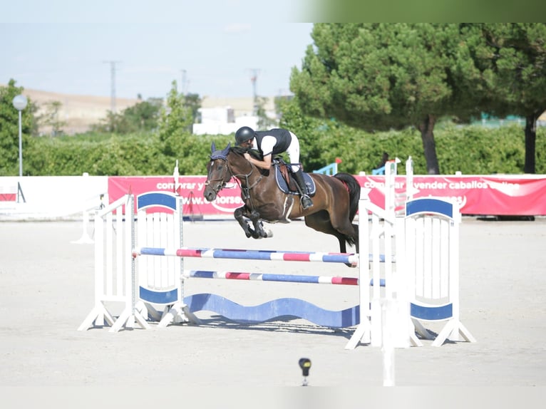 Selle Français Gelding 5 years 16,1 hh Bay-Dark in San Sebastian De Los Reyes