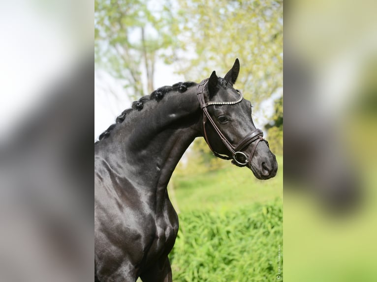 Selle Français Gelding 5 years 16.1 hh Black in Ronquerolles