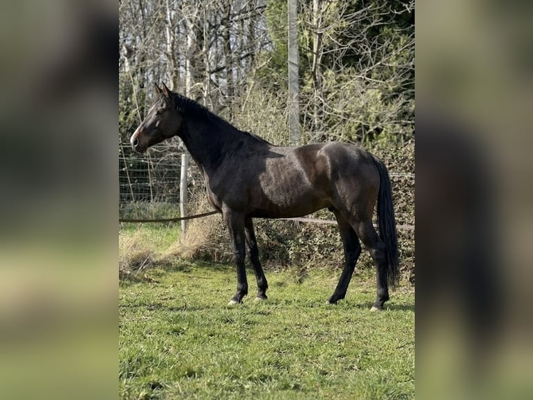 Selle Français Gelding 5 years 16.1 hh Smoky-Black in Trooz