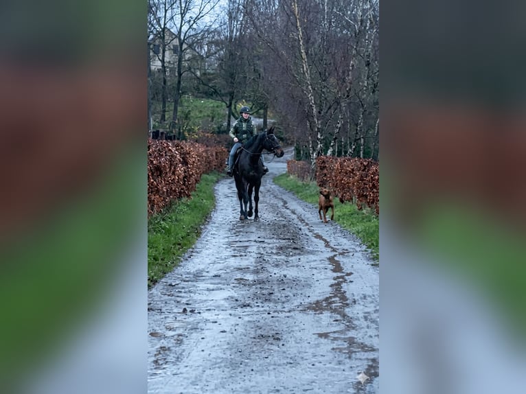 Selle Français Gelding 5 years 16.1 hh Smoky-Black in Trooz