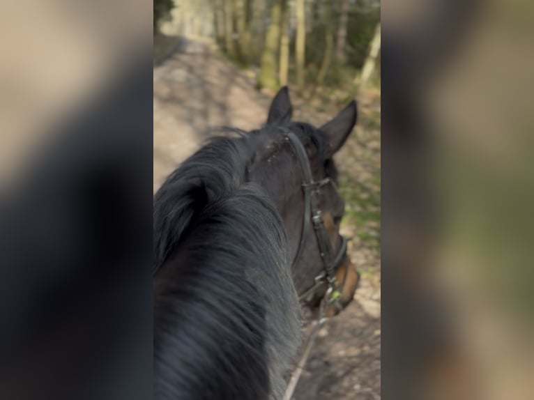 Selle Français Gelding 5 years 16.1 hh Smoky-Black in Trooz