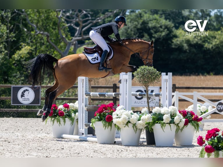 Selle Français Gelding 5 years 16 hh Brown in Saint-Pierre-de-Coutances