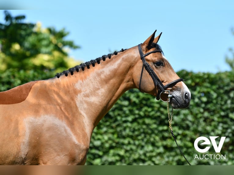 Selle Français Gelding 5 years 16 hh Brown in Saint-Pierre-de-Coutances