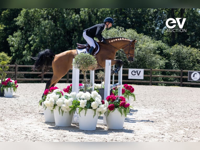 Selle Français Gelding 5 years 16 hh Brown in Saint-Pierre-de-Coutances