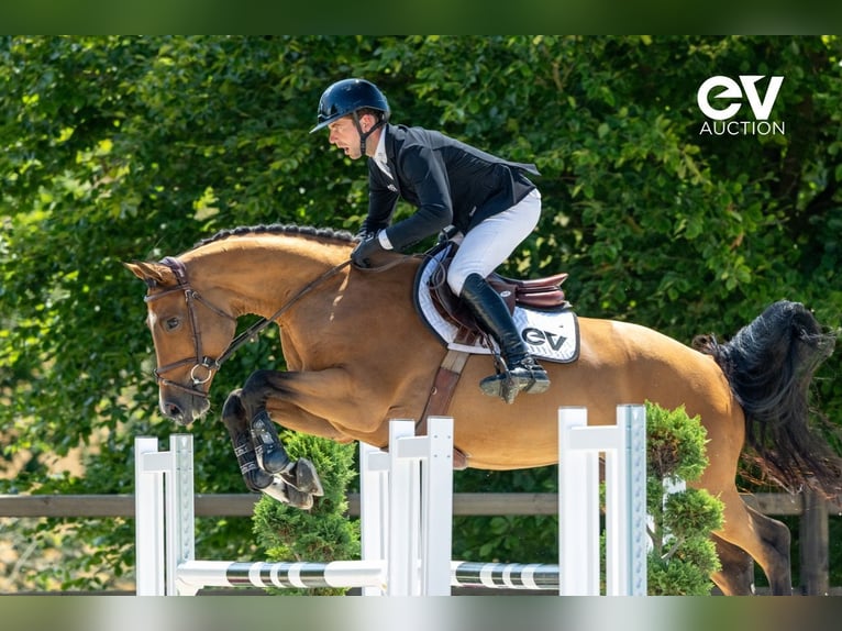 Selle Français Gelding 5 years 16 hh Brown in Saint-Pierre-de-Coutances