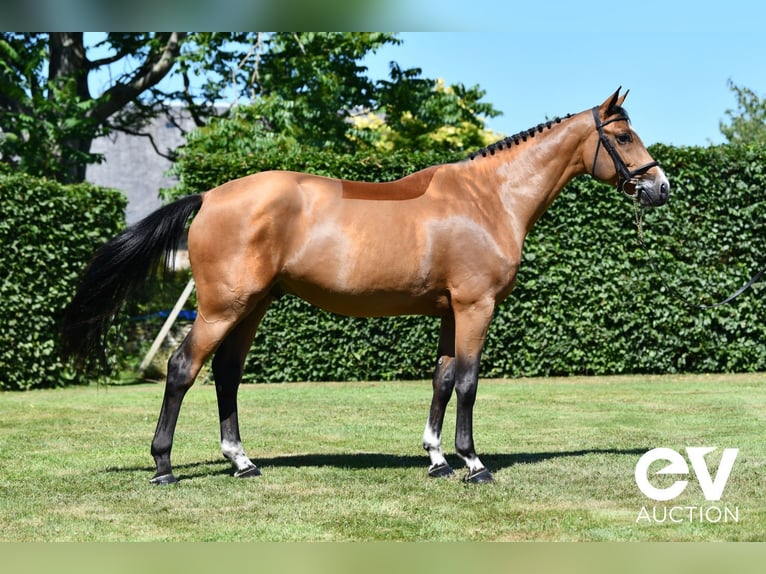 Selle Français Gelding 5 years 16 hh Brown in Saint-Pierre-de-Coutances