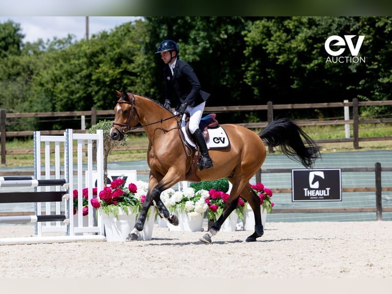 Selle Français Gelding 5 years 16 hh Brown in Saint-Pierre-de-Coutances