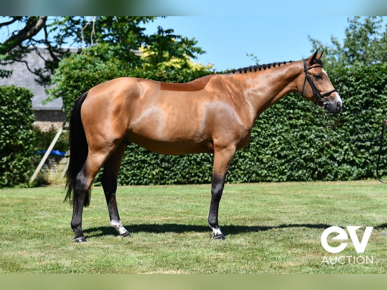 Selle Français Gelding 5 years 16 hh Brown in Saint-Pierre-de-Coutances