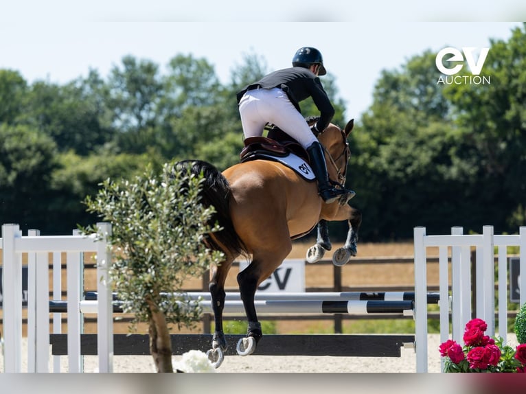 Selle Français Gelding 5 years 16 hh Brown in Saint-Pierre-de-Coutances