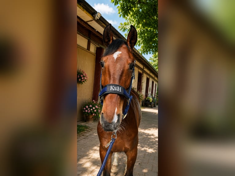 Selle Français Gelding 5 years 16 hh Brown in Winkel