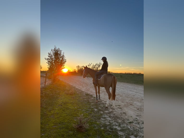 Selle Français Gelding 5 years 16 hh Chestnut-Red in Pozuelo De Alarcon