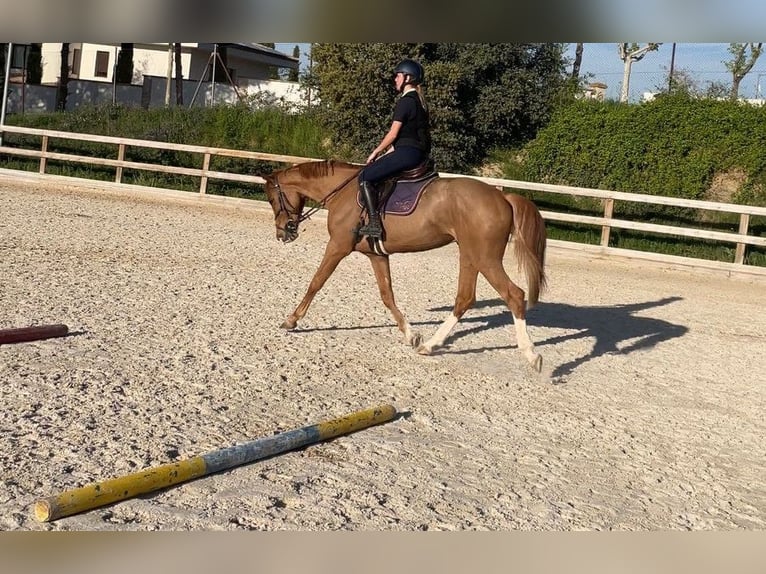 Selle Français Gelding 5 years 16 hh Chestnut-Red in Pozuelo De Alarcon